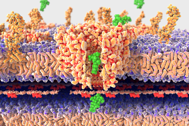 Modern Drug Design Discovery Enhanced by Parallel Computing for Western University